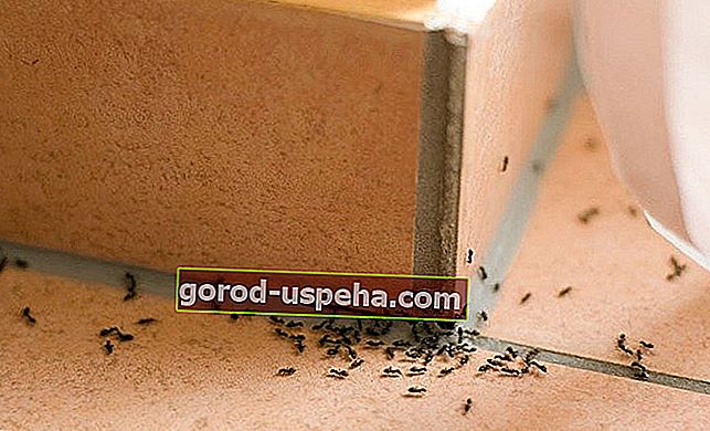 Советы по борьбе с нашествием муравьев