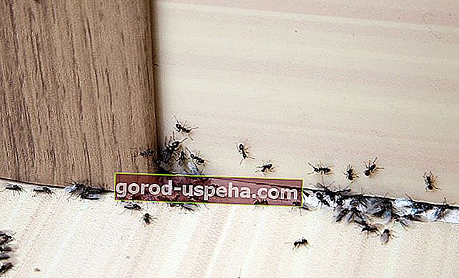 Kako se znebiti mravelj v hiši