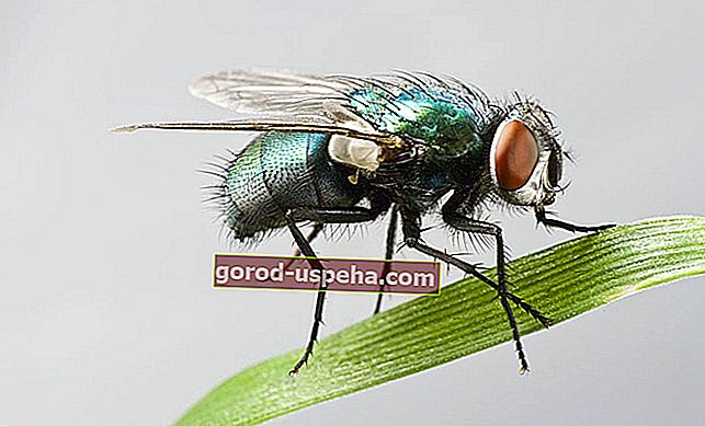 11 решения за избавяне от мухи
