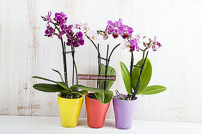 Поливайте орхидеи, фото: Елена Блохина - shutterstock