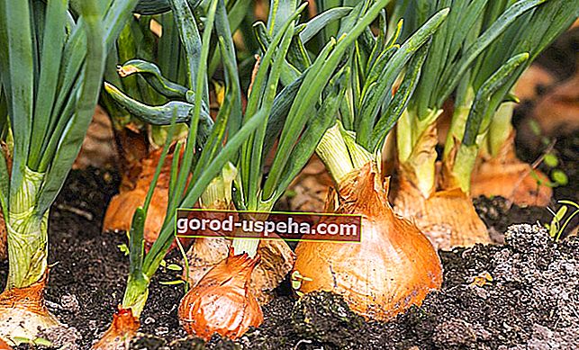Pestovanie cibule doma: 7 praktických rád