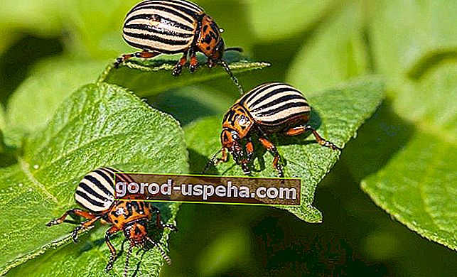 Позбавлення від колорадських жуків на городі