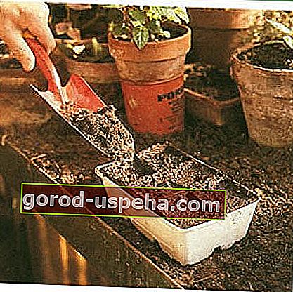 Semănatul în cupe de turbă este ideal pentru pepene galben.  Începeți prin a le umple cu sol obișnuit sau, mai bine, sol de ghiveci.