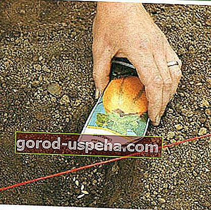În regiunile sudice, însămânțarea se face în pământ, în buzunare la aproximativ 80 cm distanță.  Câteva semințe sunt semănate și acolo.