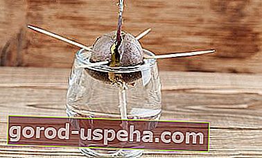 Seme avokada v polni kalivosti - IngridHS - Shutterstock