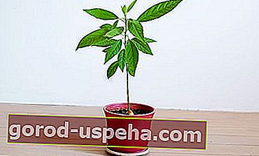 Посадить косточку авокадо в горшок - морилка - Shutterstock