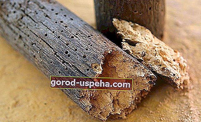 Tipy na elimináciu drevných červov