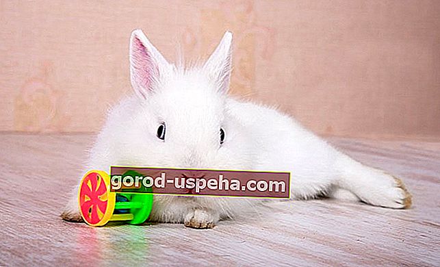 7 hier pre vášho domáceho králika