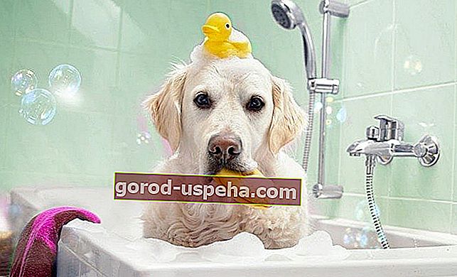 Kupanje vašeg psa