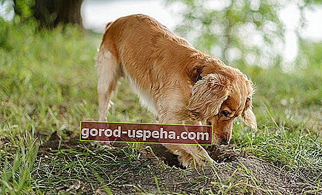 Poszukiwanie rozwiązań, które uniemożliwiłyby psom kopanie dołków w ogrodzie