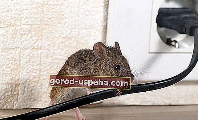 Vystrašiť myši mimo domova