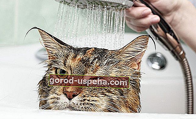 Umyj swojego kota