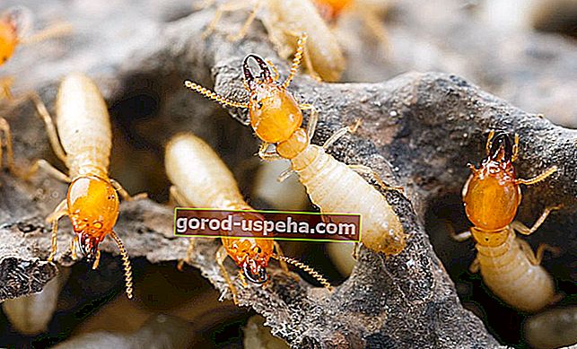 Evde termitlerle nasıl savaşılır?