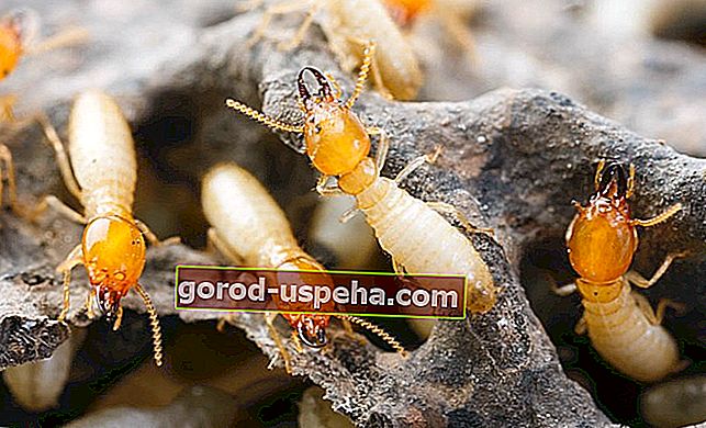 Zbavenie sa termitov