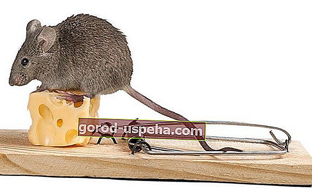 Praktické tipy na chytanie myši