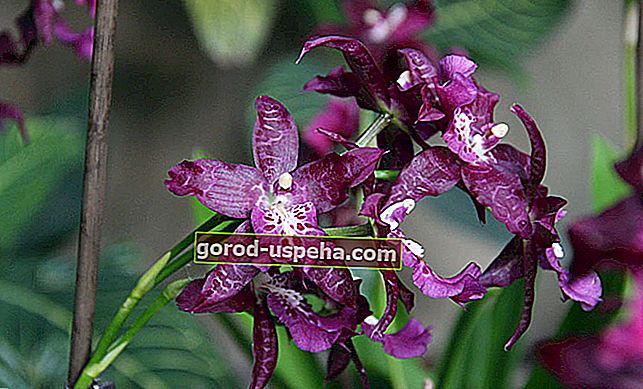 Orchidea - P. Kadijevič za Rusticu