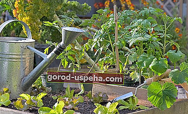Odnieś sukces w swoim ogrodzie warzywnym